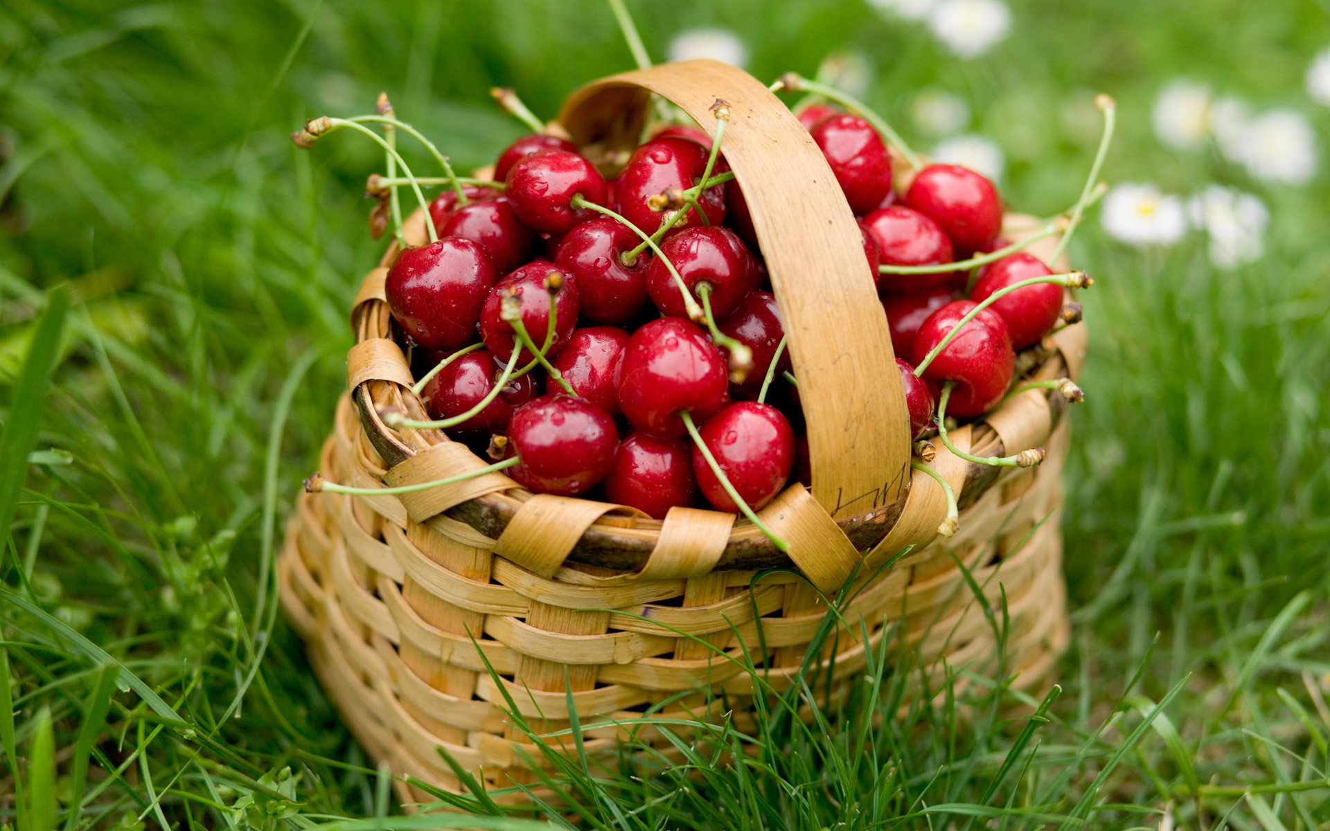 معرفی گیاهان - گیلاس